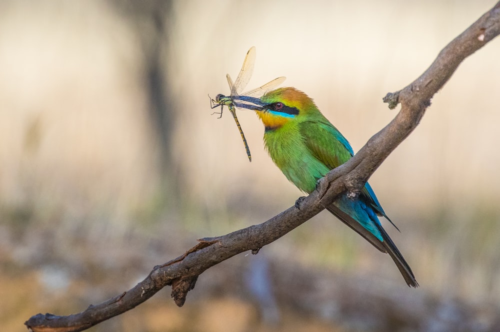 pájaro verde con libélula con la boca