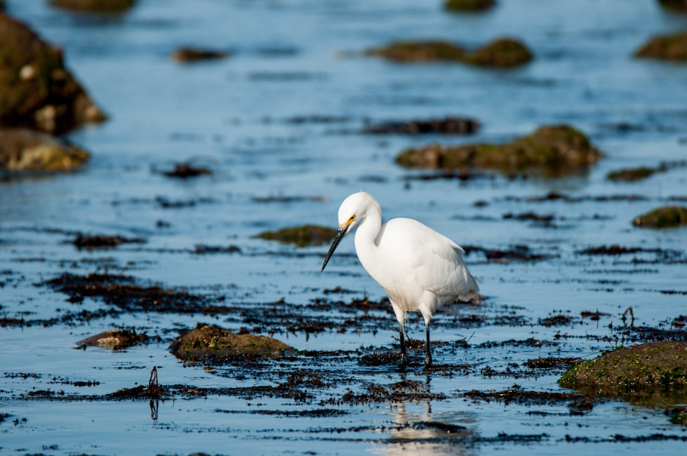 photo of white long-beaked bird on body of water