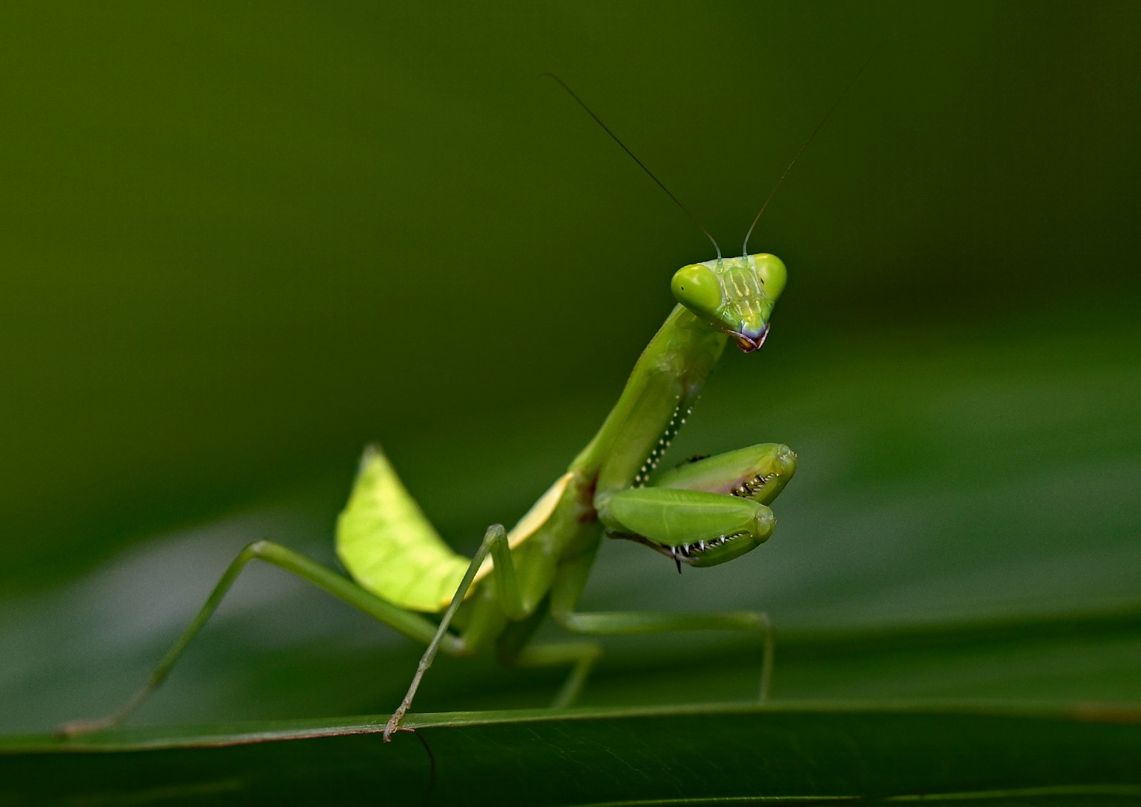 Nikon D750 + Tamron SP 90mm F2.8 Di VC USD 1:1 Macro (F004) sample photo. Green mantis photography