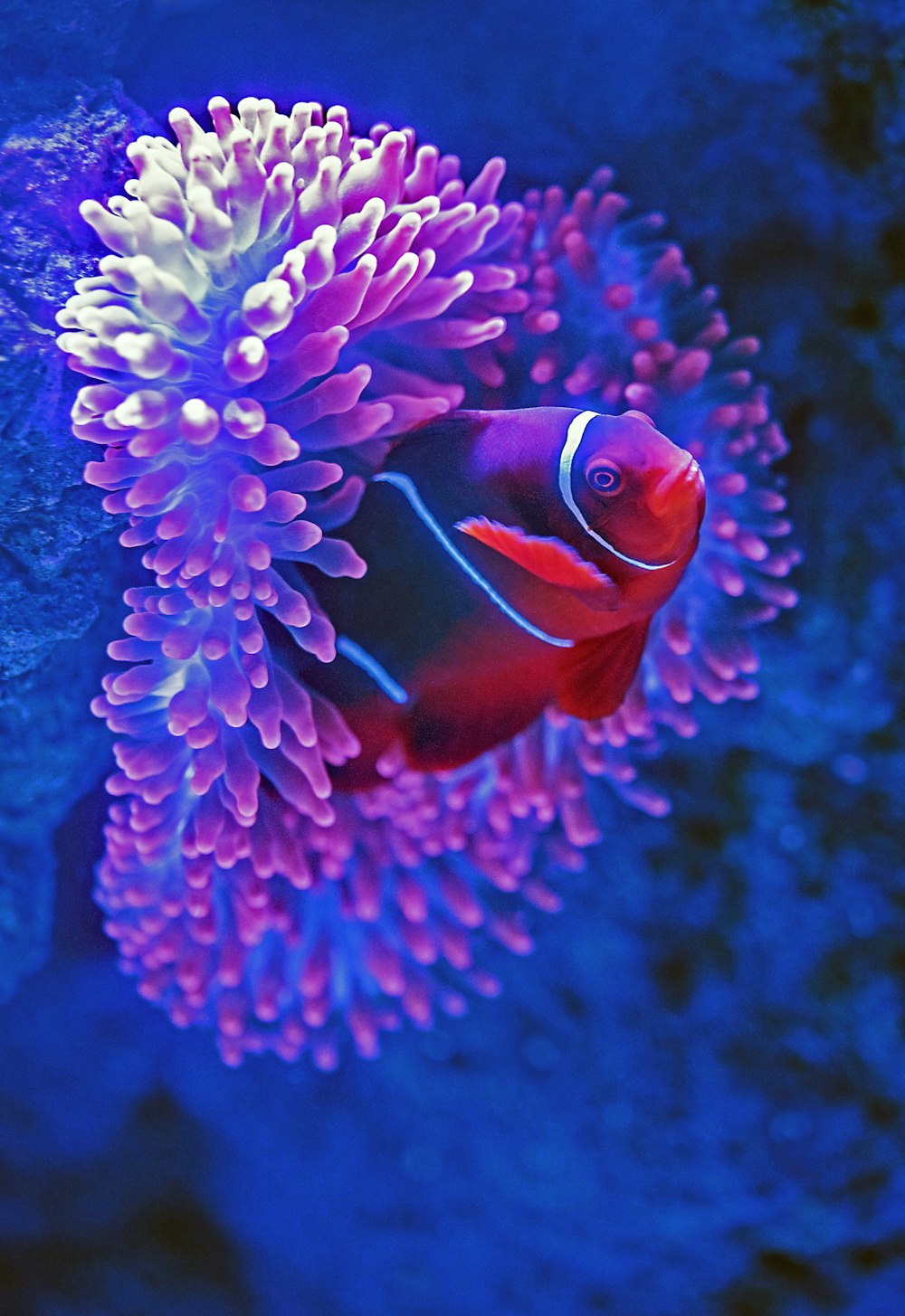 Roter Fisch neben rosa Koralle