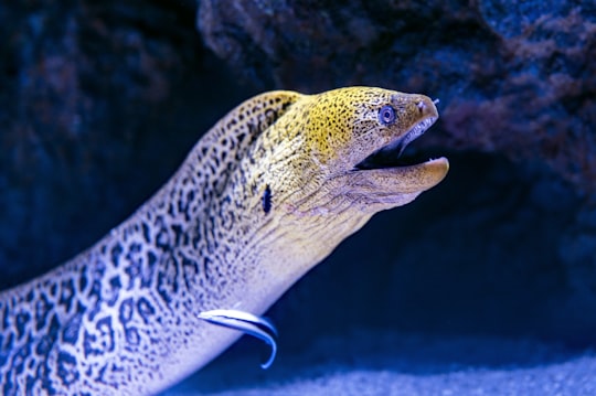 gray snake photography in Cairns Aquarium Australia