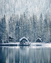 houses covered with snow near trees