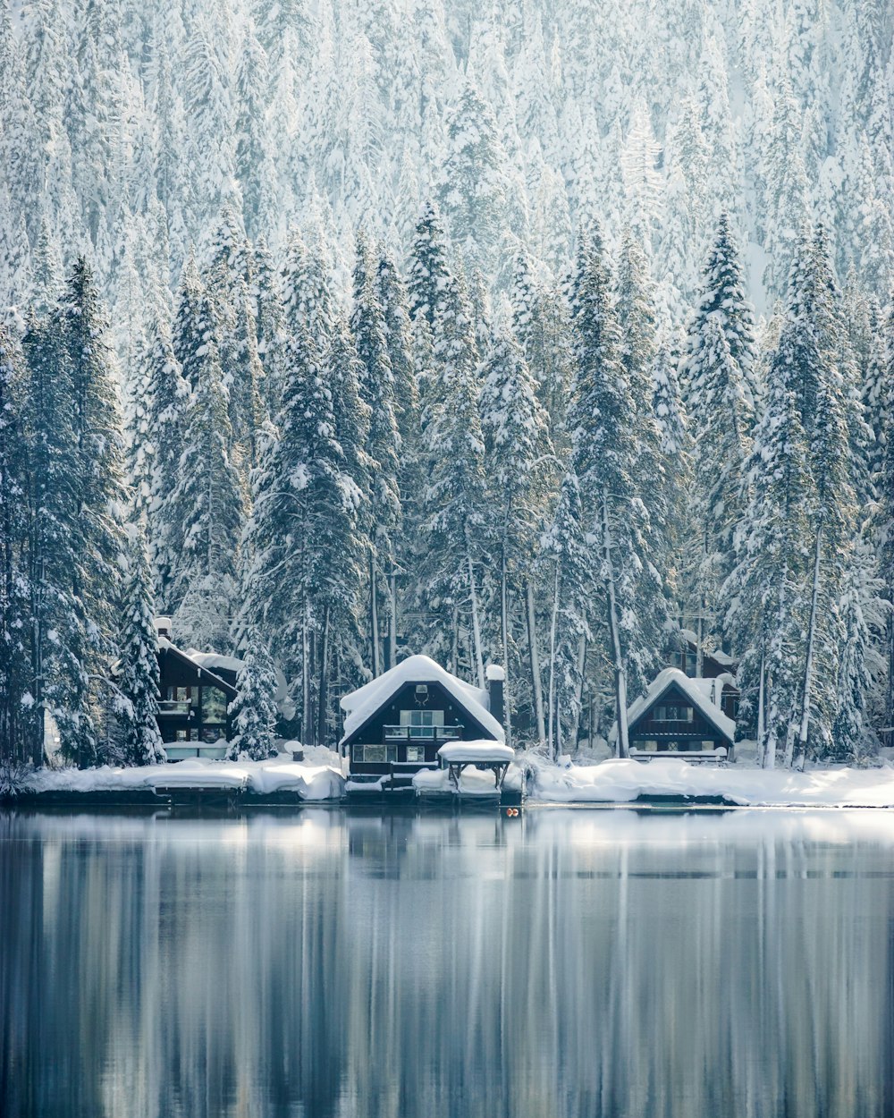 case coperte di neve vicino agli alberi