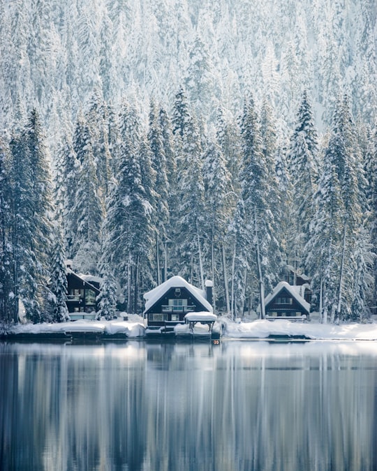 houses covered with snow near trees in Truckee United States