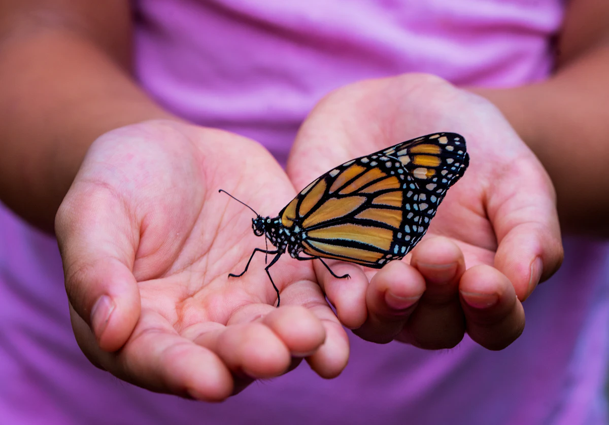 Niña sosteniendo con cuidado una mariposa en sus manos