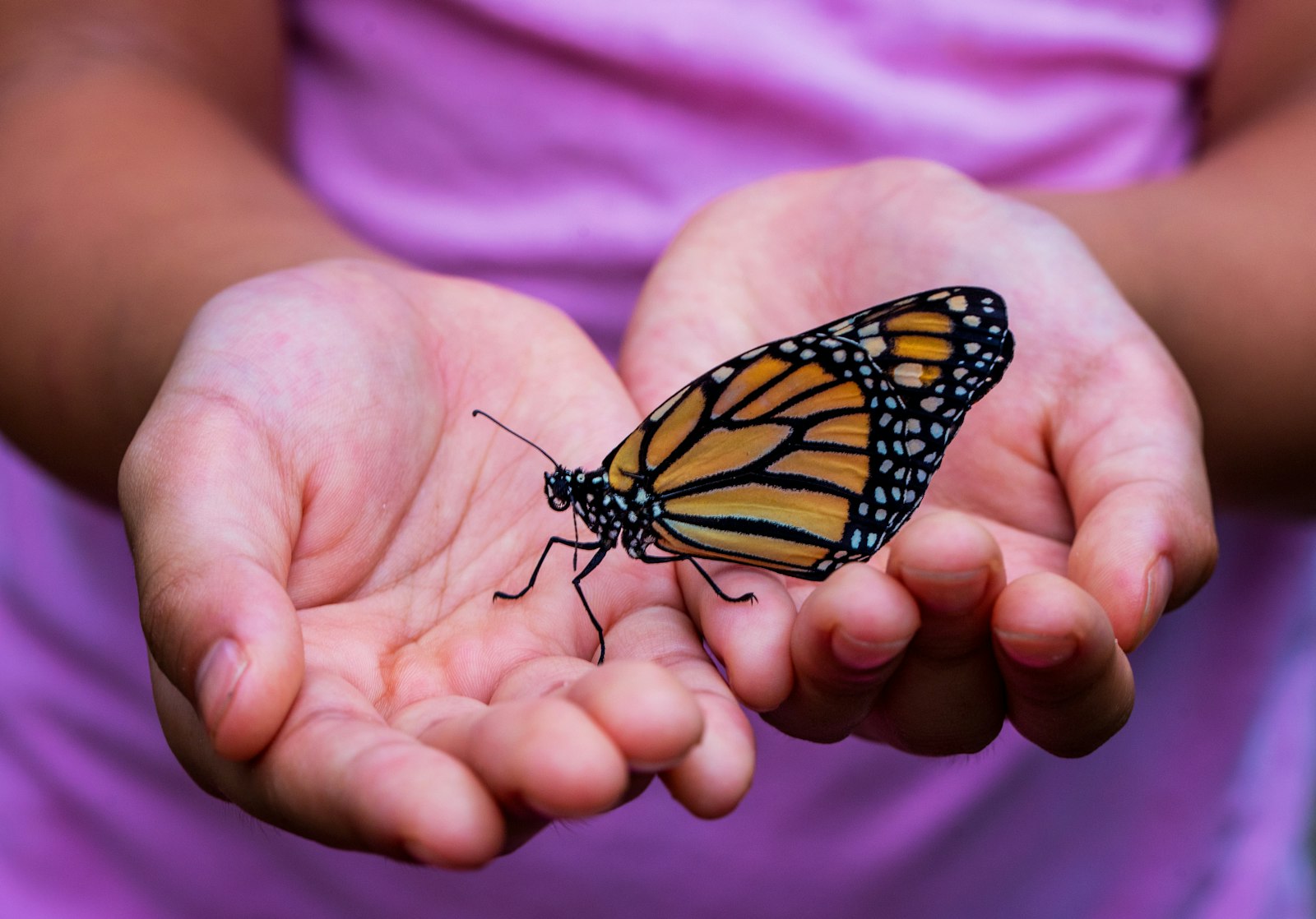 Nikon D750 + Tamron SP 90mm F2.8 Di VC USD 1:1 Macro (F004) sample photo. Person holding yellow and photography