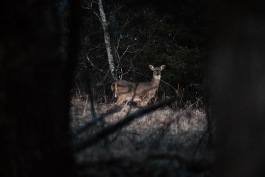brown deer in forest in Tims Ford State Park United States
