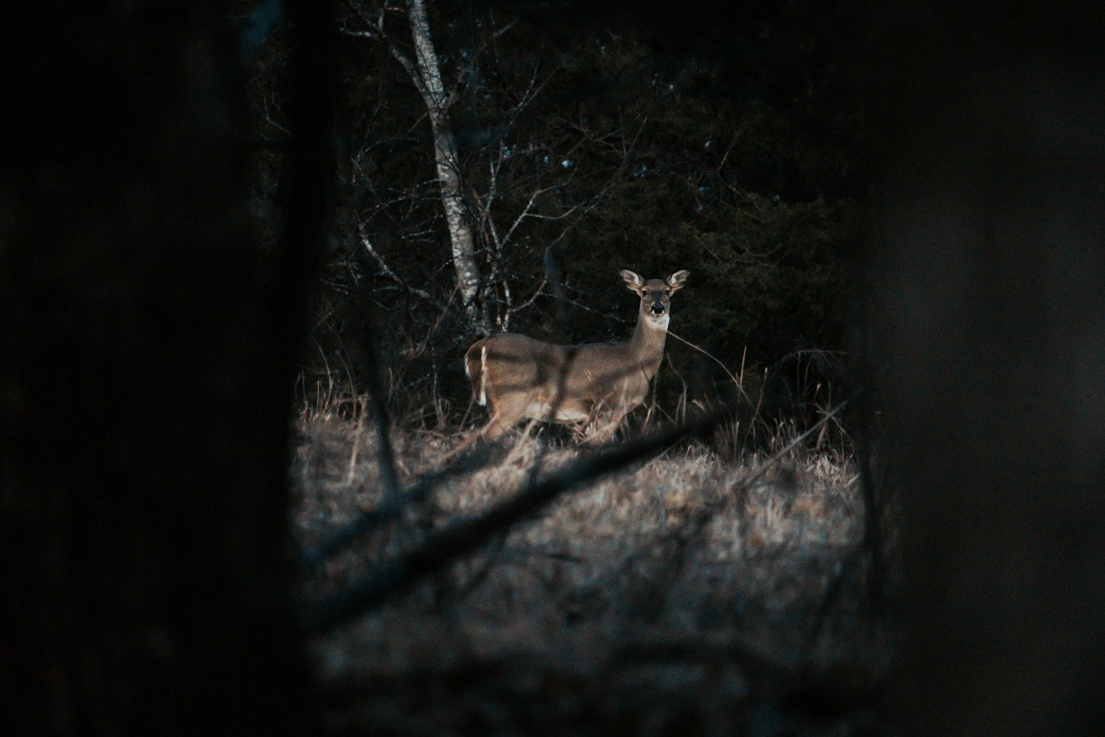 Canon EOS 750D (EOS Rebel T6i / EOS Kiss X8i) + Canon EF-S 55-250mm F4-5.6 IS STM sample photo. Brown deer in forest photography