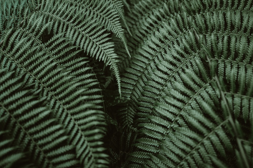 green leaves