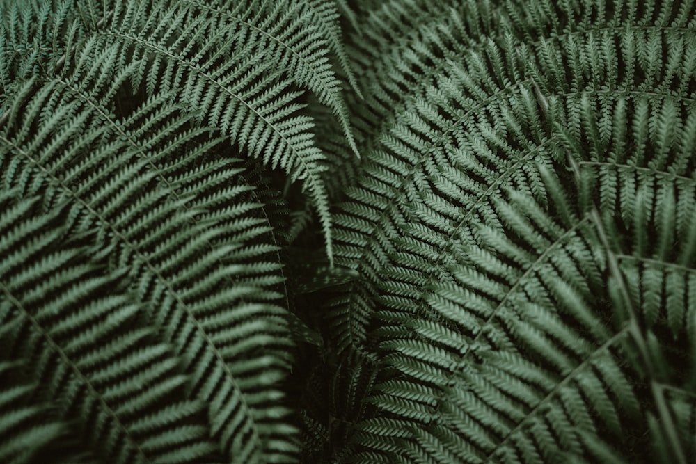 hojas verdes