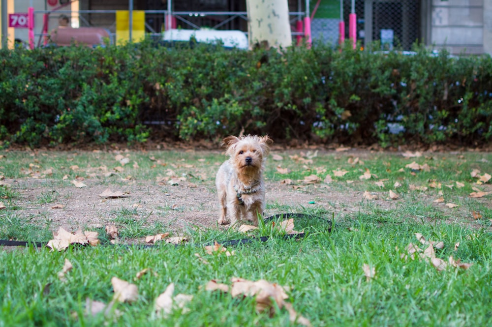 Brauner Hund auf grünem Garten