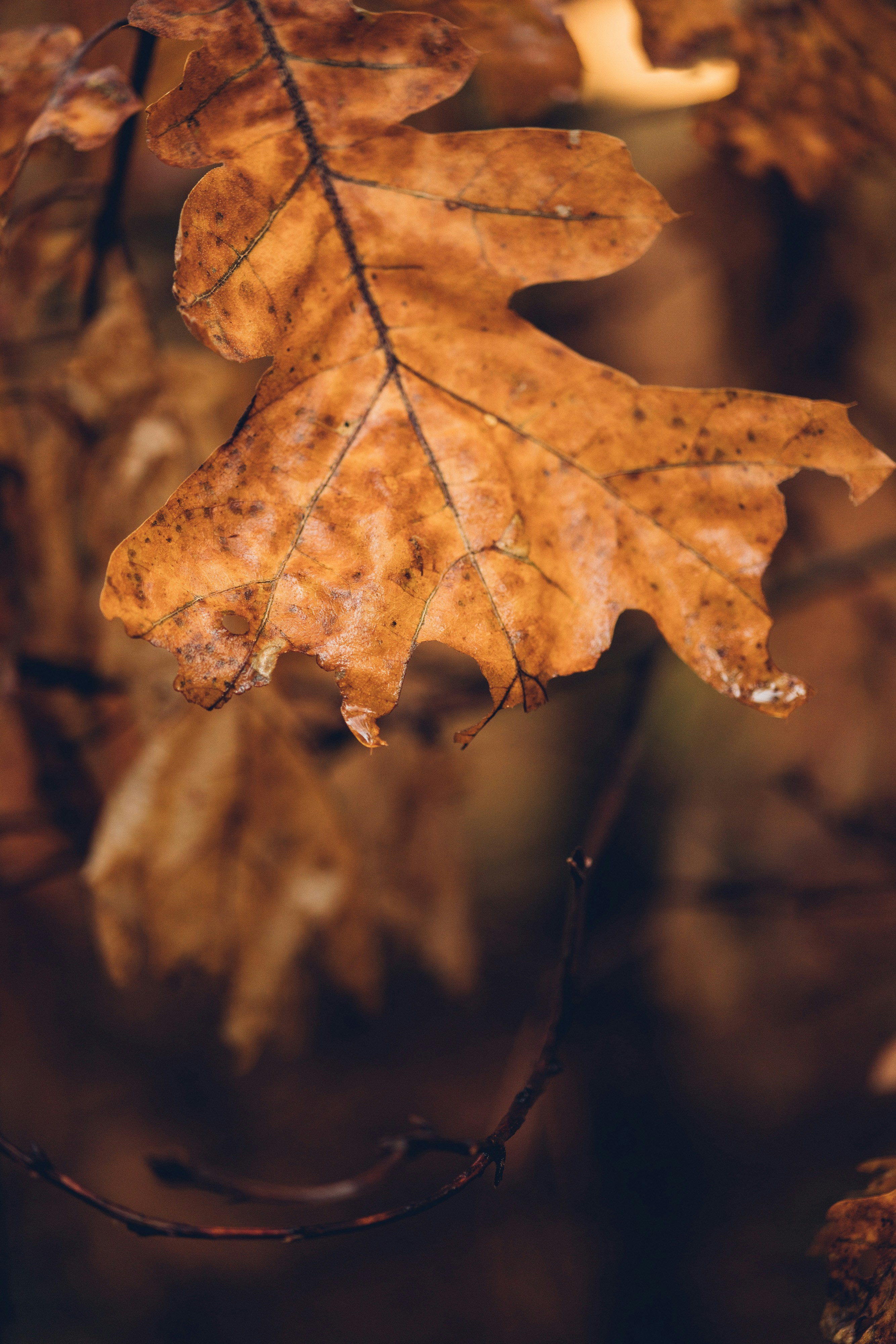 Photo by thommilkovic