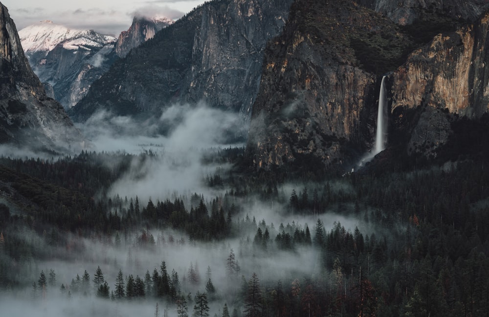 forest covered by mist