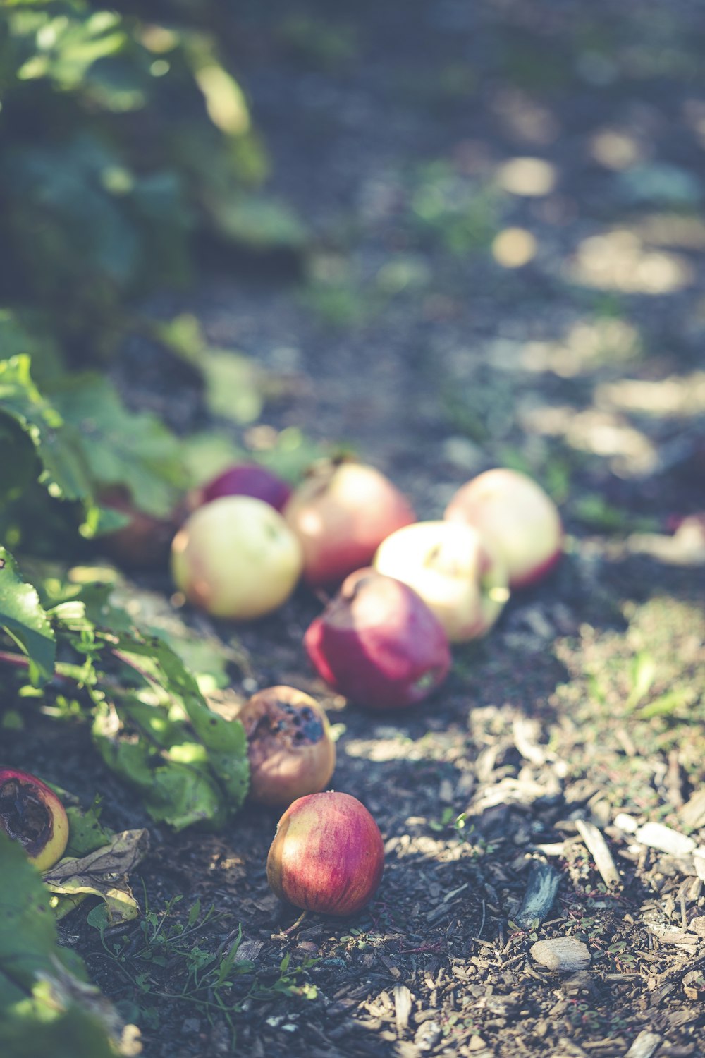 pommes rouges sur le sol