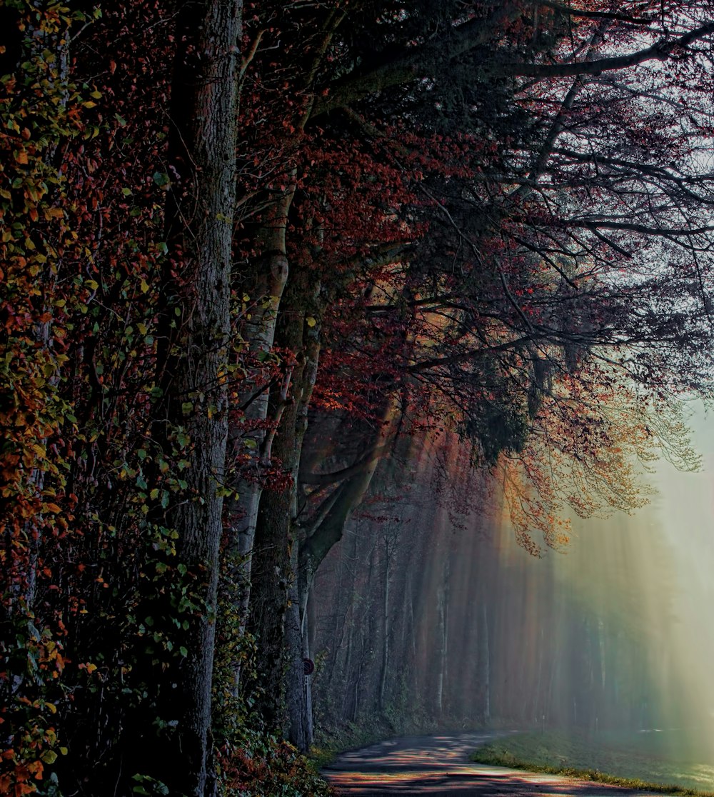 arbre brun séché