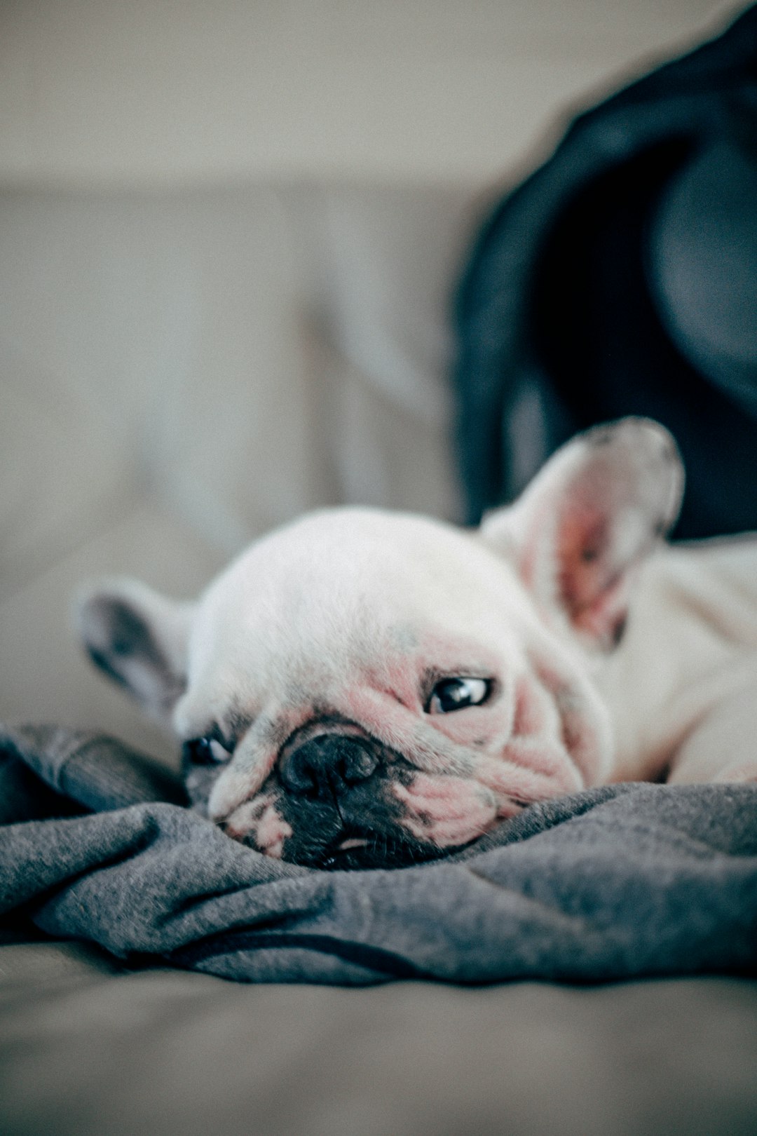 short-coated white puppy