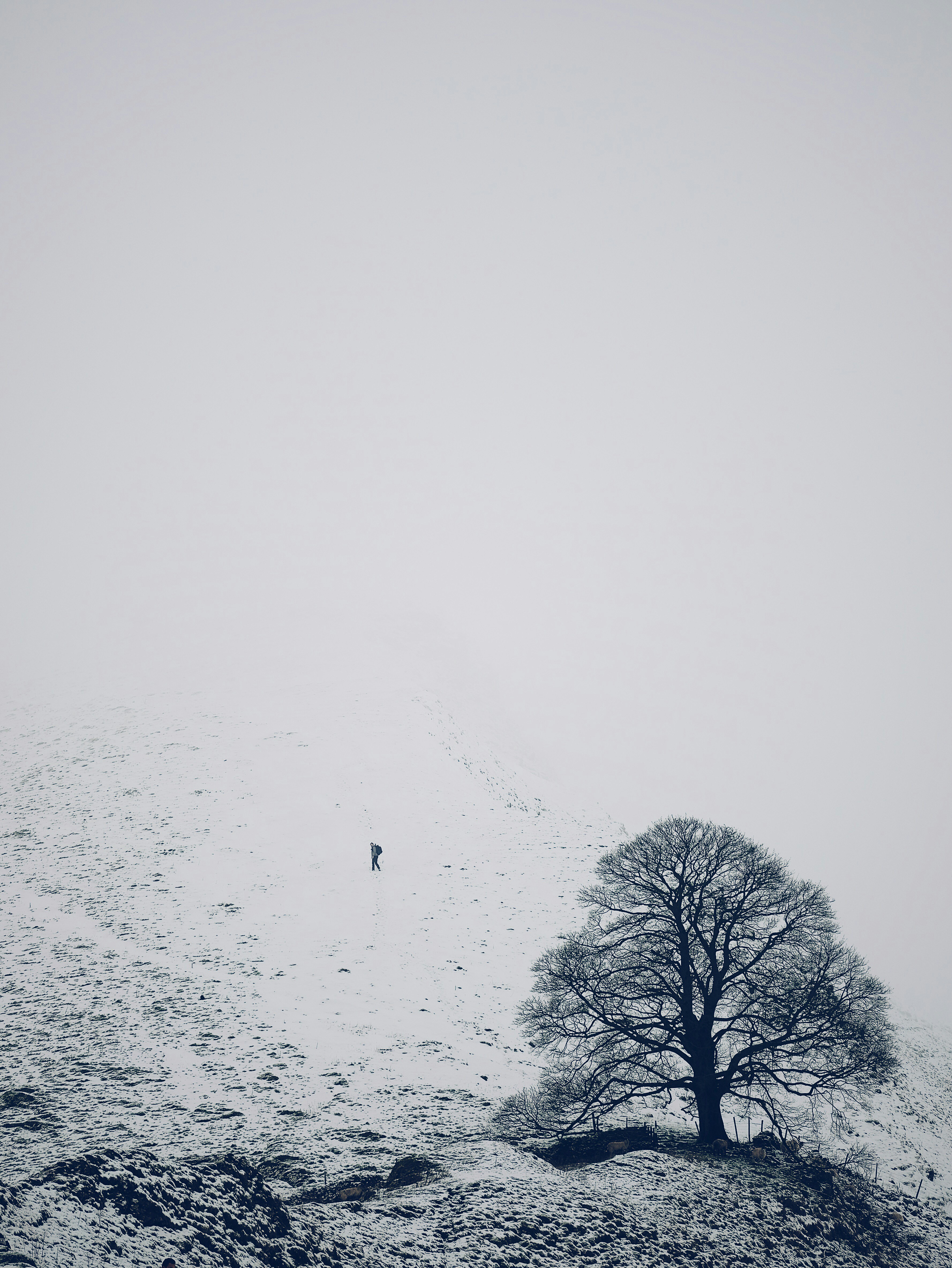 photo of tree near mountain