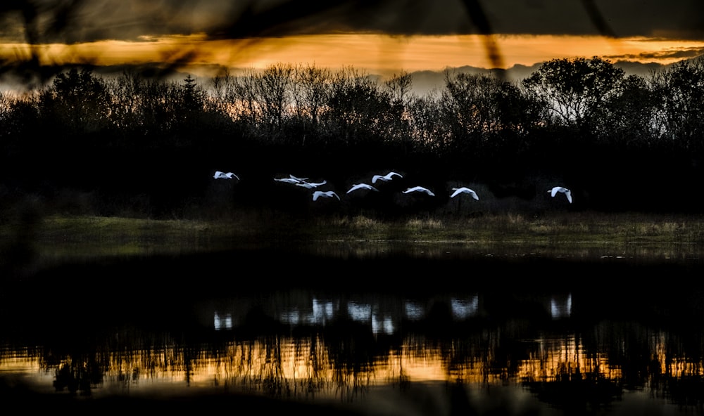 flying birds near body of water