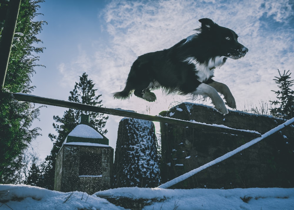 weißer und schwarzer Hund, der nach vorne springt