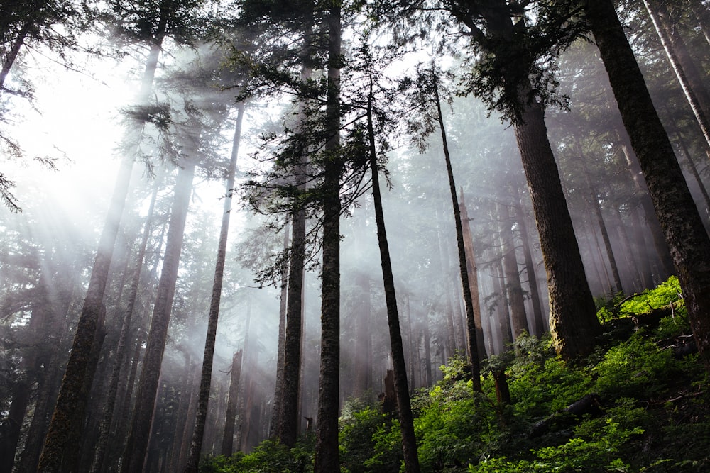 silhouette of trees