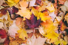énergies de l'automne et la trame