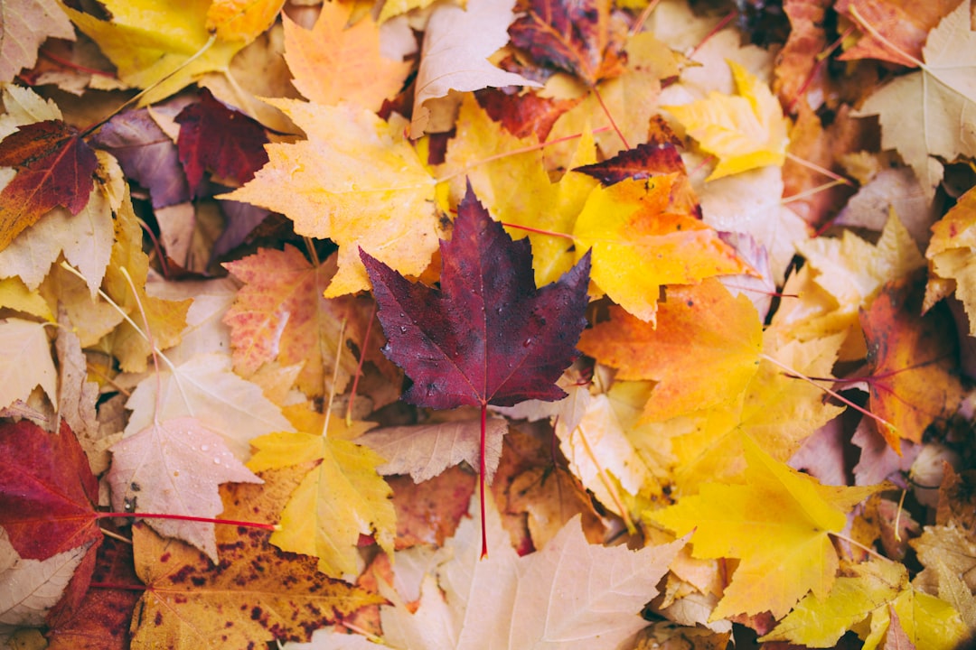 dried maple leaves,