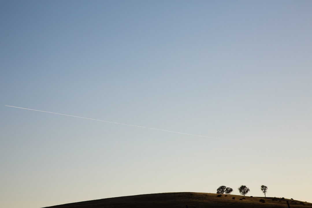 silhouette of trees under clear blue sky,