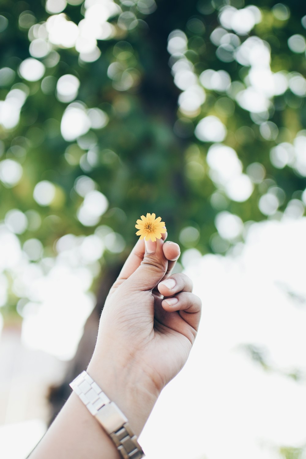 Flachfokusfotografie einer gelben Blume