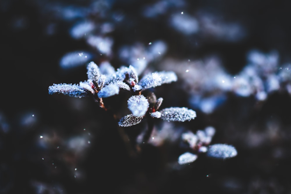 Flachfokusfotografie von Pflanzen, die von Schnee bedeckt sind