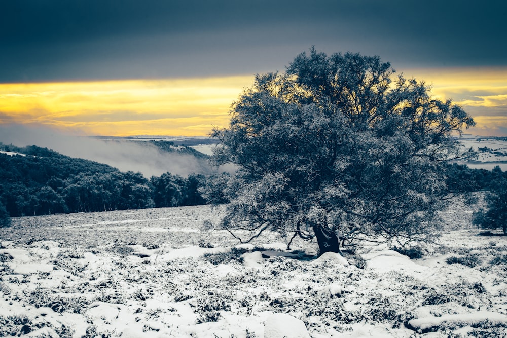 green leafed tree covered in snow