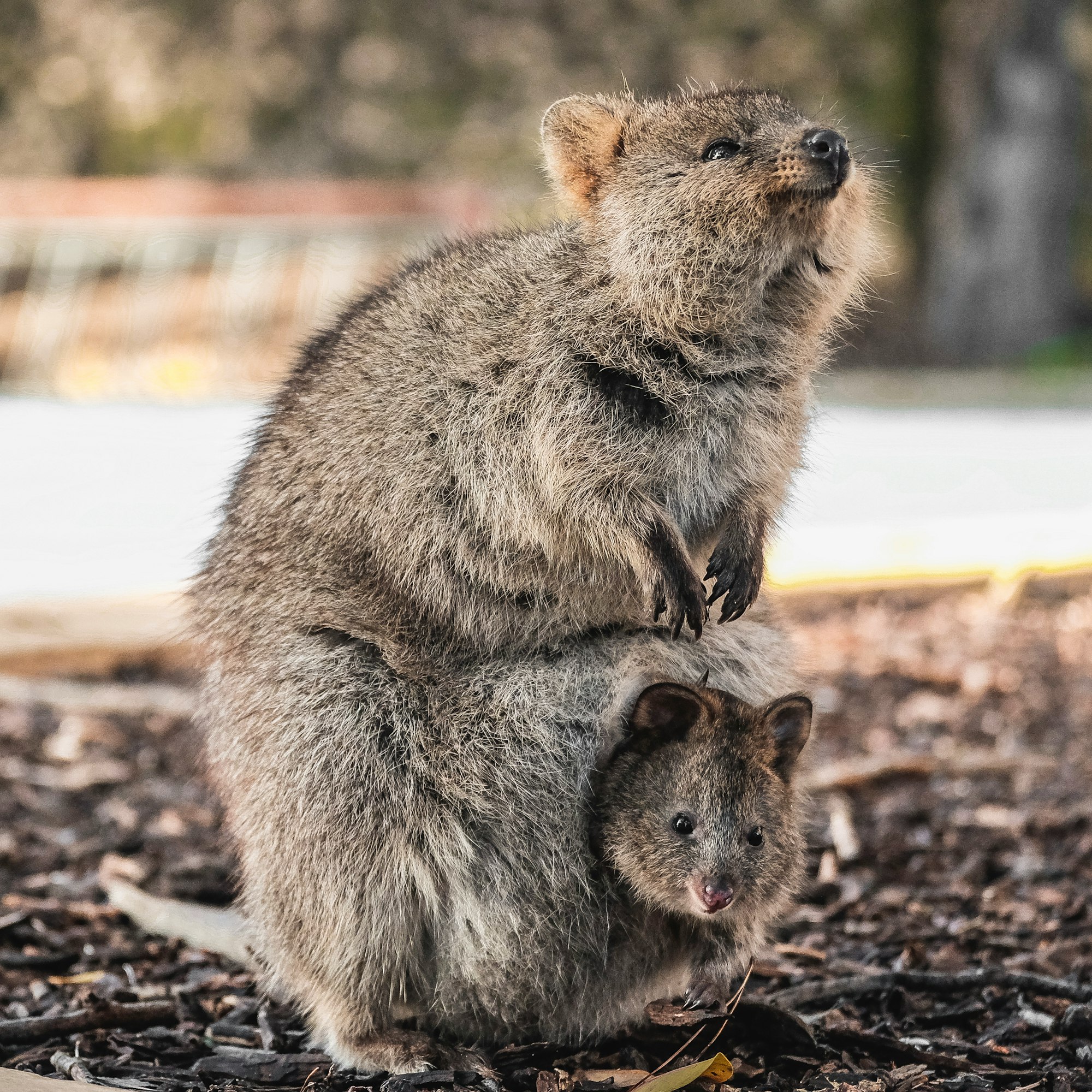 The quokka - like some builders - good to look at but kind of useless