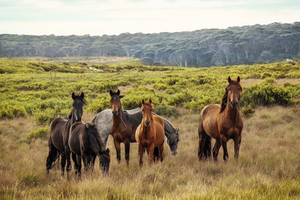 Una manada de caballos de pie en la parte superior de un campo cubierto de hierba