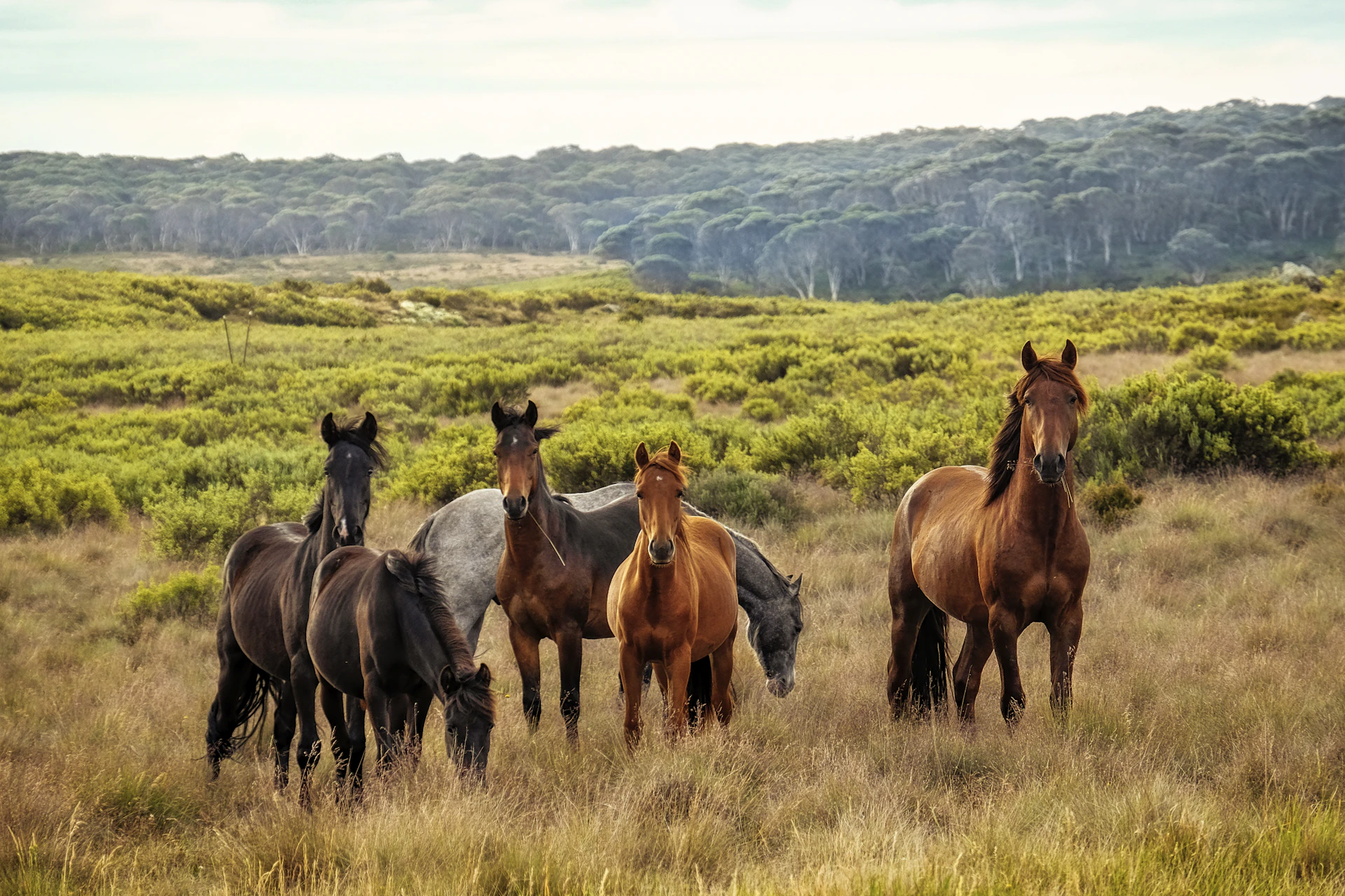 a herd of horses standing on top of a grass covered field