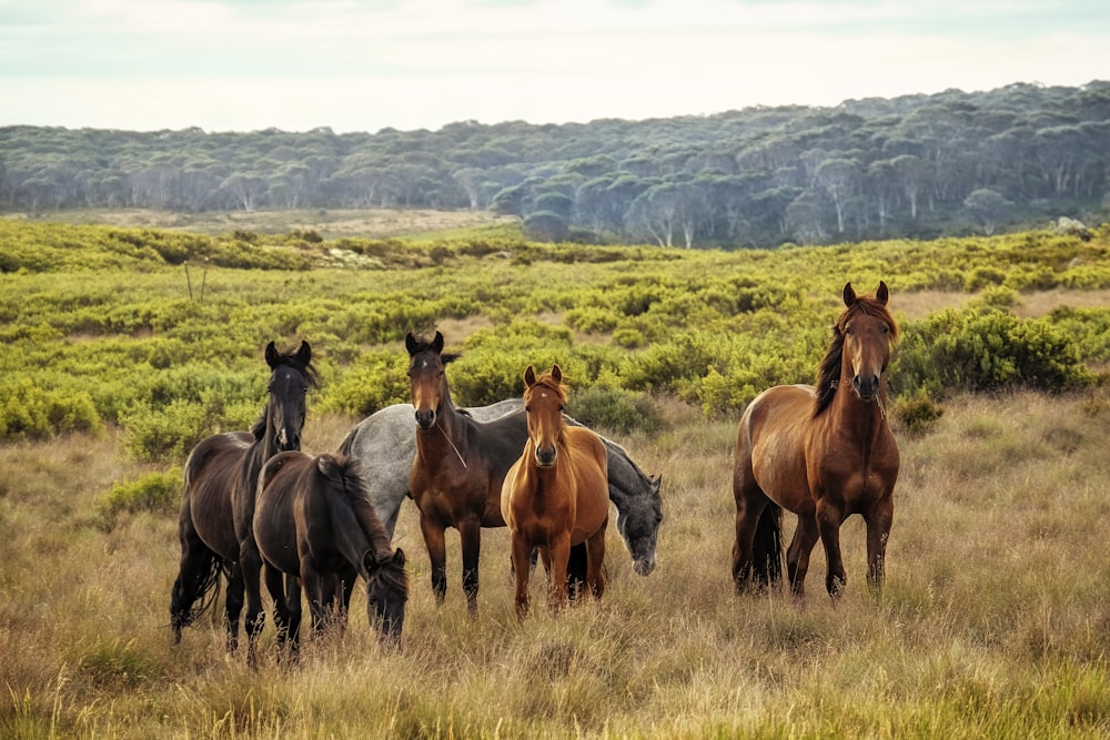 a herd of horses standing on top of a grass covered field