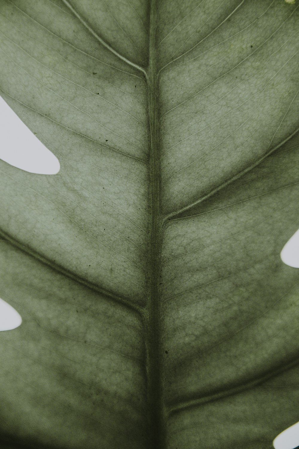 a close up of a green leaf with white spots