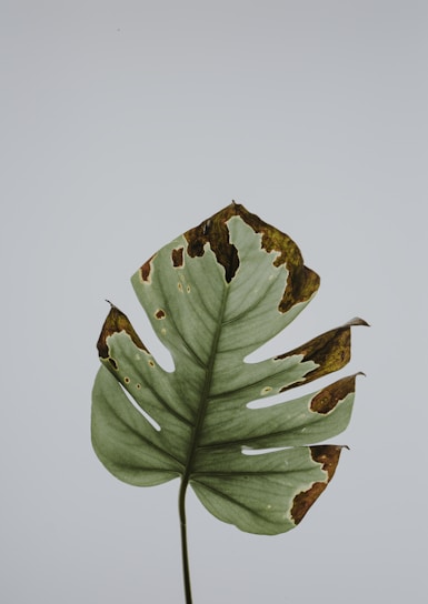photo of green leaf