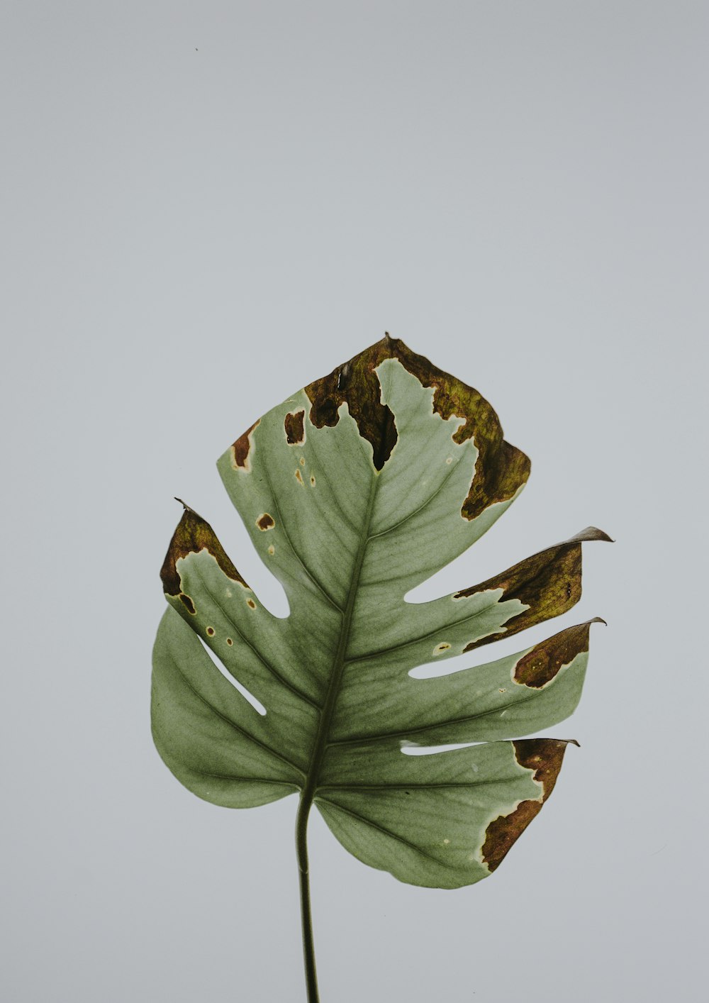 녹색 잎의 사진