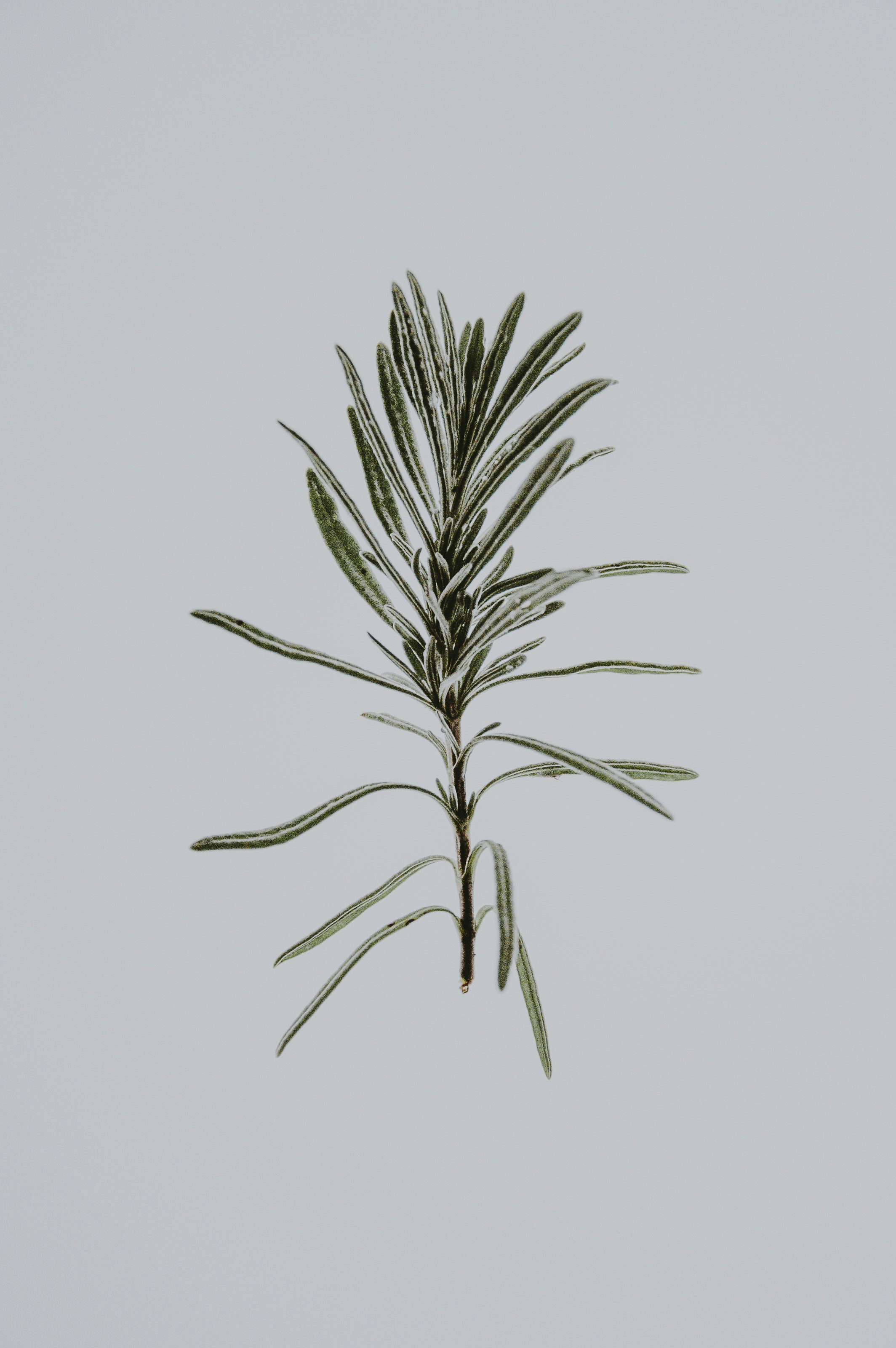 Where To Buy Pueraria Mirifica Herb