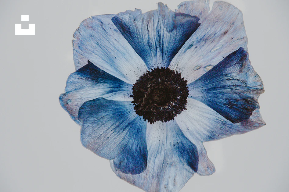 Fleur Bleue Et Blanche Photo Photo Fleur Gratuite Sur Unsplash fleur-bleue-et-blanche-photo-photo-fleur-gratuite-sur-unsplash