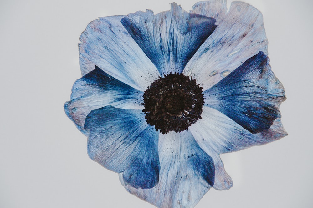 fleur bleue et blanche