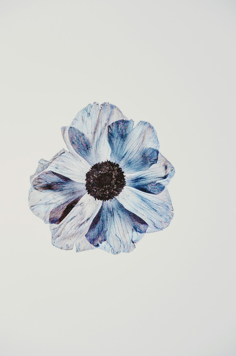 흰색과 파란색 꽃잎 꽃