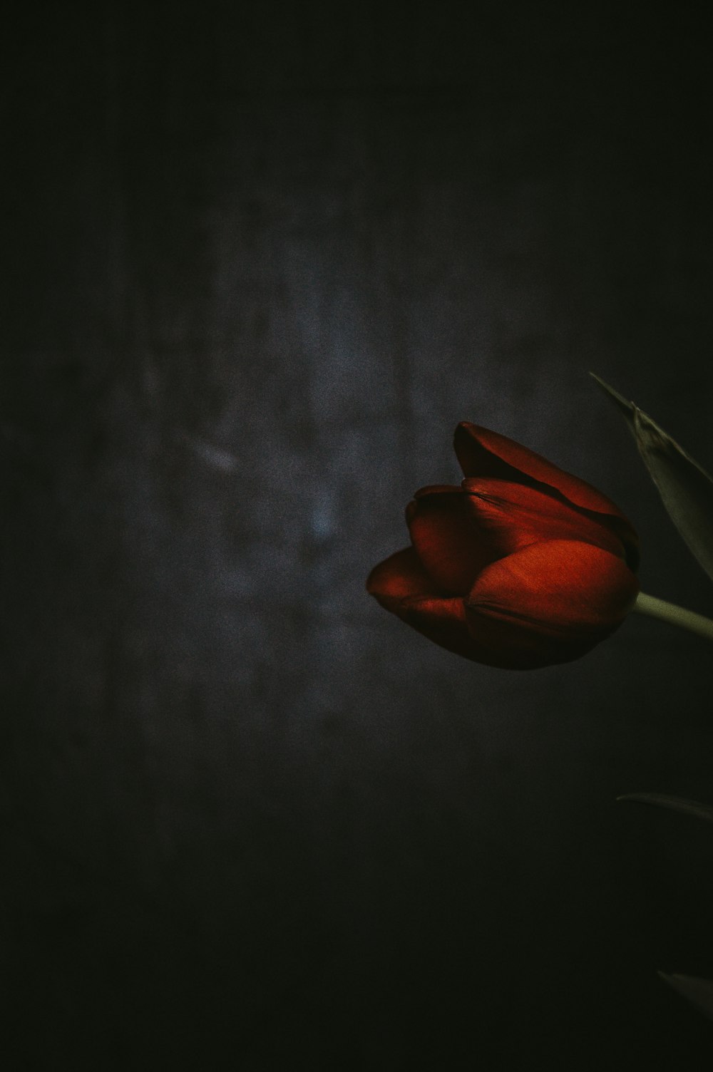 fotografia a fuoco superficiale di tulipani rossi