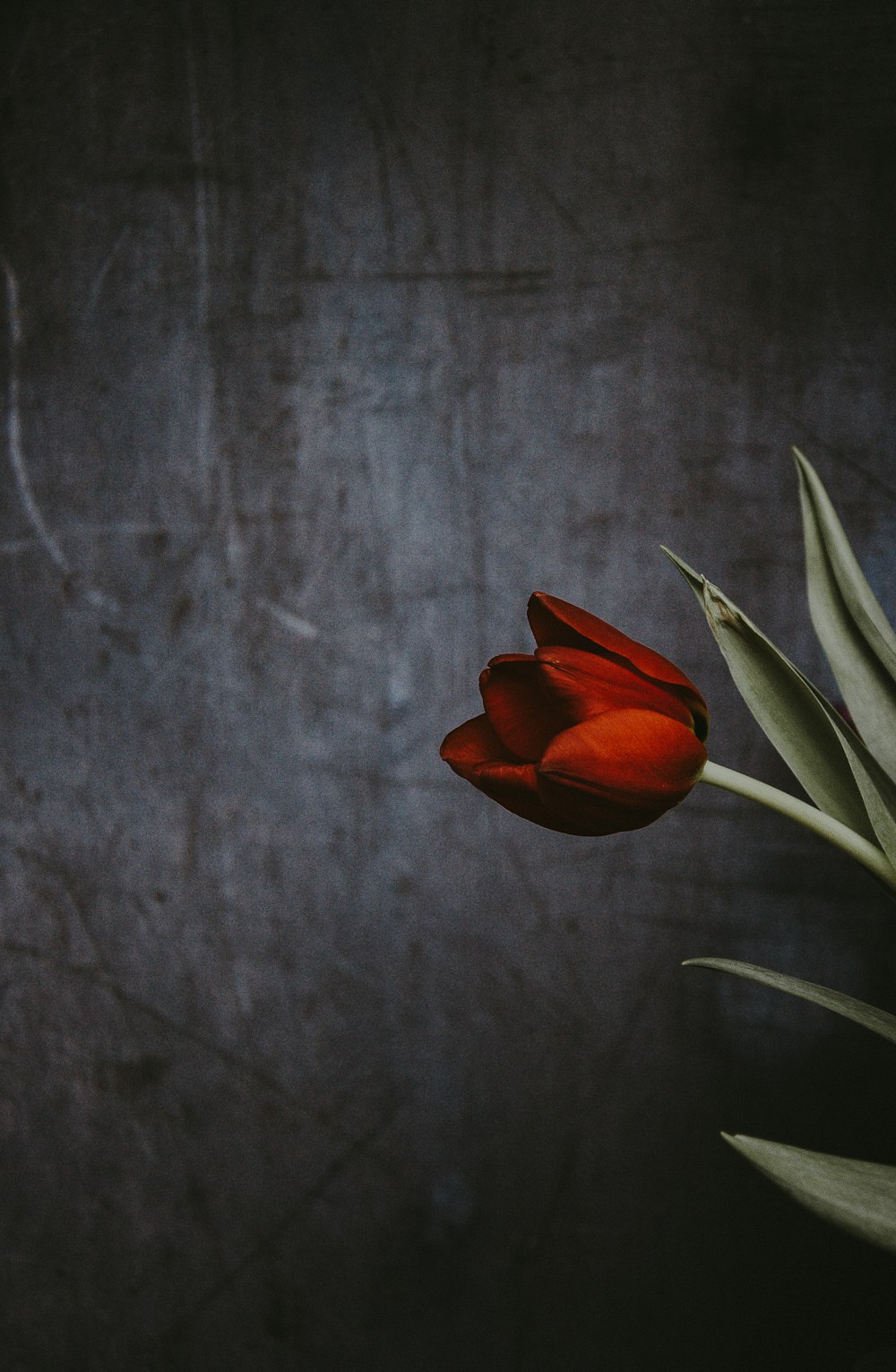 赤いチューリップの花のクローズアップ写真
