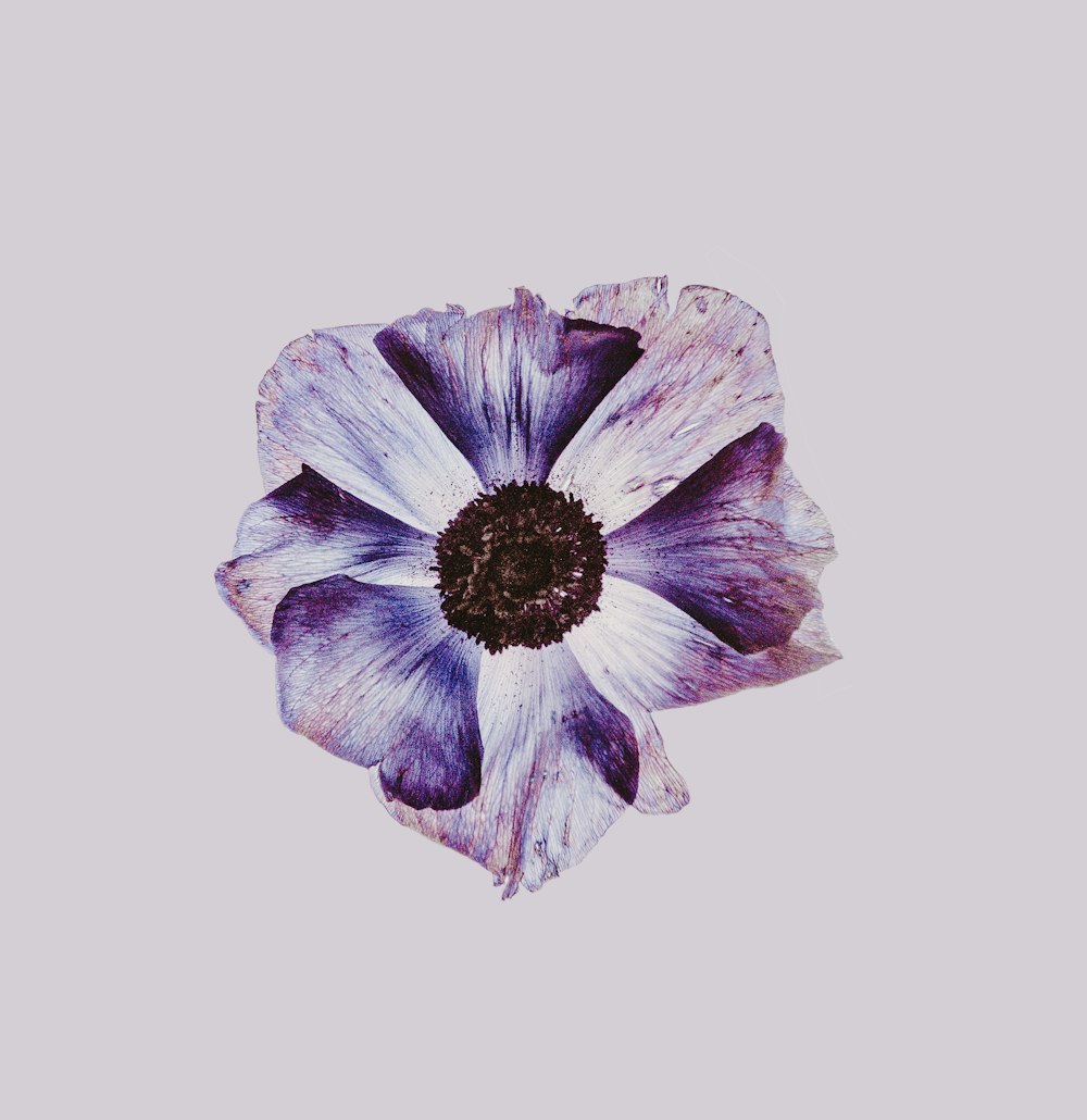 fleur mauve