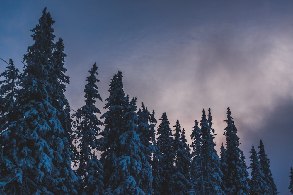 Fotografie von Bäumen, die mit Schnee bedeckt sind