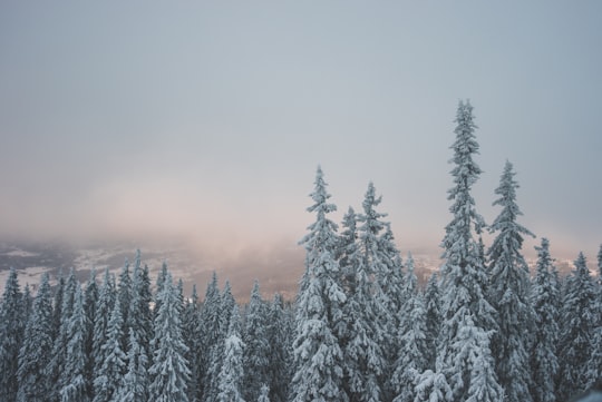 snowy pine tree in Hafjell Norway