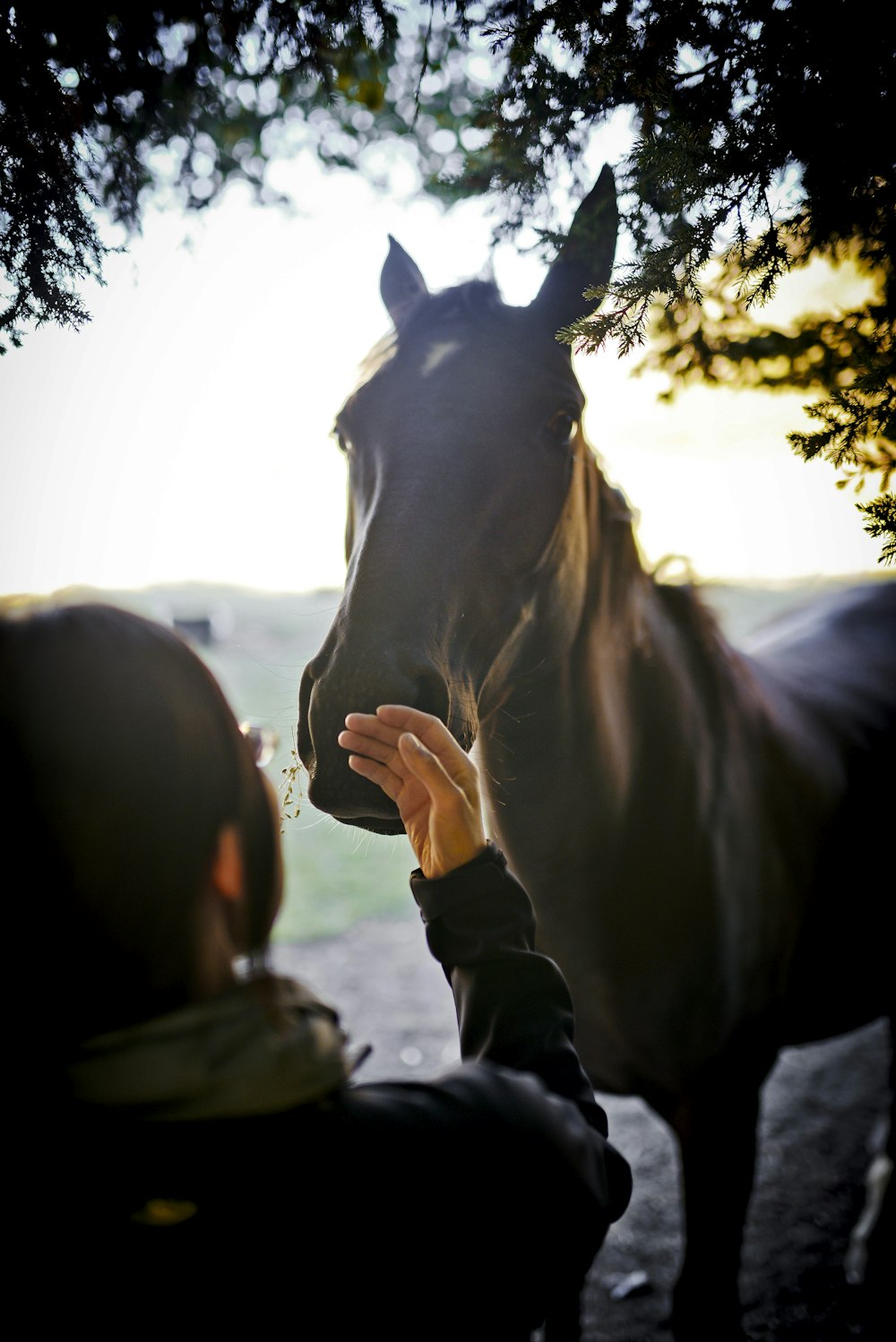 woman standing in front of horse