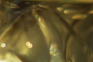 Close-up of a photographer capturing abstract shapes in natural light.