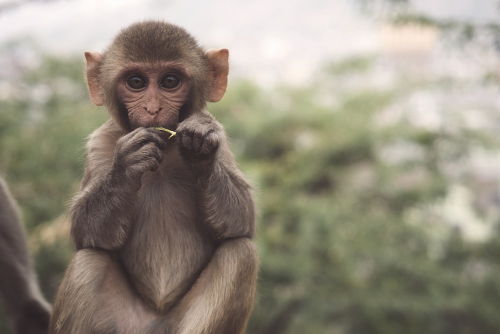 Photo sélective d’un primate brun et blanc
