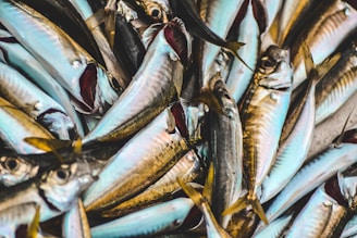 fresh fish